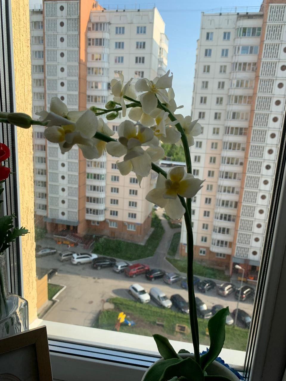 картинка Белая орхидея в горшке  от магазина Одежда+